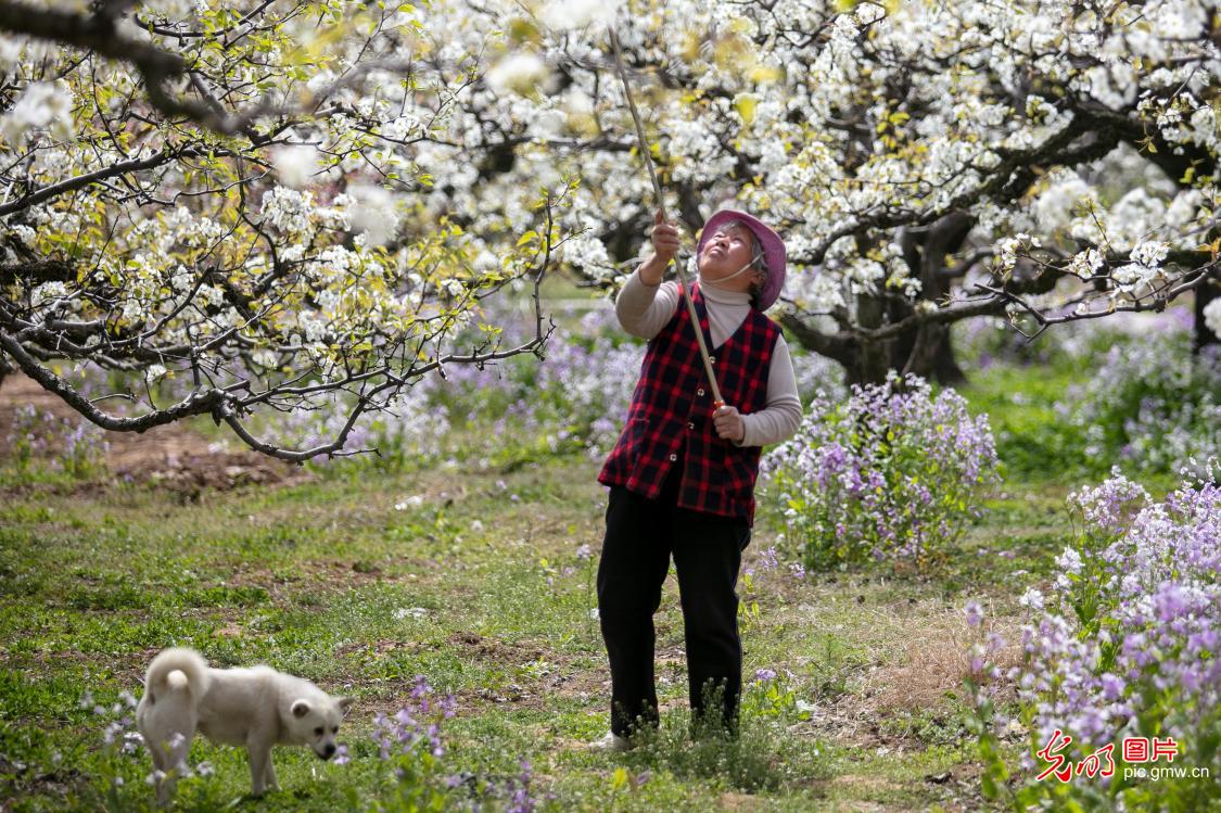 Pear blossoms blooming in E China's Anhui Pear blossoms blooming in E China's Anhui