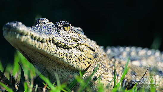 古代美容偏方:女士竟用砂纸去除体毛(3)_要闻 