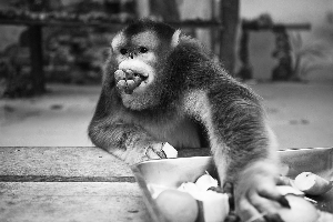 河南郑州： 动物园启用“食疗”法帮动物抗霾