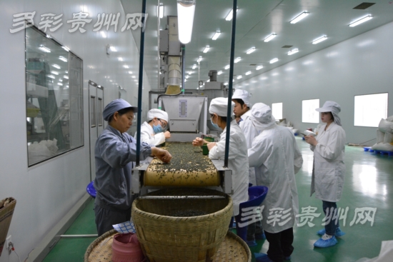 贵茶(贵安新区)公司揭牌 贵州省茶叶精加工接轨