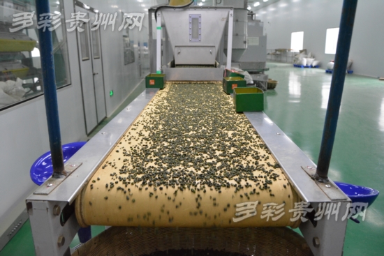 贵茶(贵安新区)公司揭牌 贵州省茶叶精加工接轨