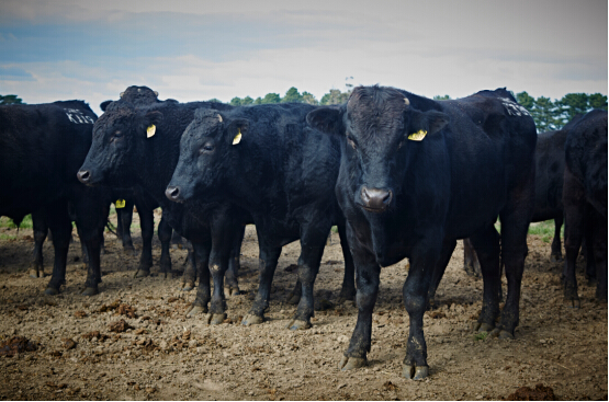 秘境孕育骄澳品质--解读澳大利亚食品出口之
