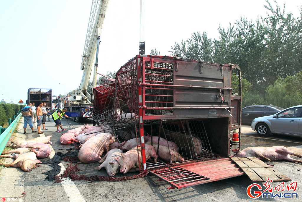 西安高速两车相撞 拉猪车侧翻致大量生猪死亡