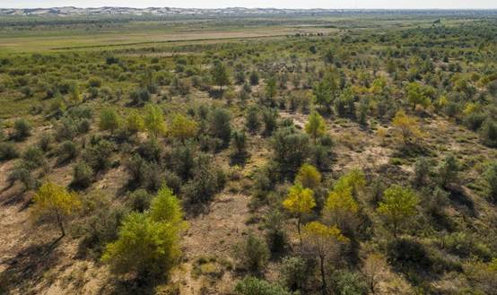 治沙扶贫﹕从昔日死亡之海到如今田园绿洲(10)_经营快讯 _光明网