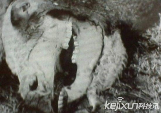 牛羊等动物尸体从天而降 疑为外星人<em>解剖</em>实验