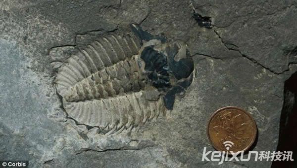 格陵兰岛发现5.2亿年前巨型海洋生物化石(3)