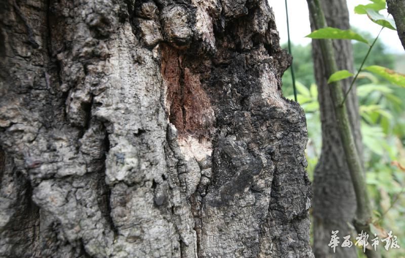 成都1300年古树死亡 6次被雷劈村民凑钱拯救