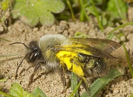 罕见!灭绝蜜蜂又回英国 消失了68年 _环球风云