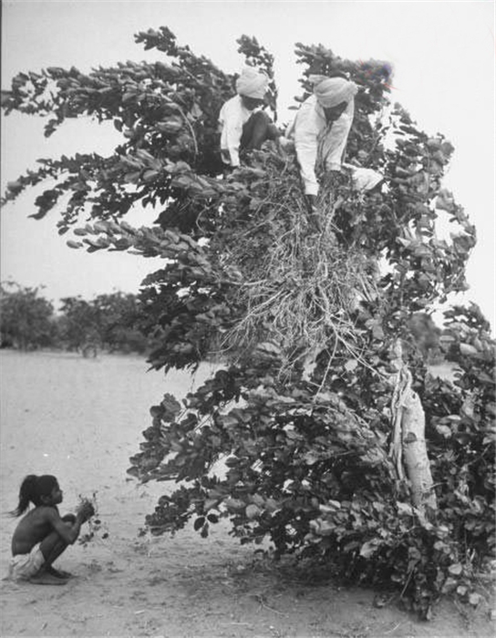 触目惊心﹕1946年印度大饥荒纪实(4)