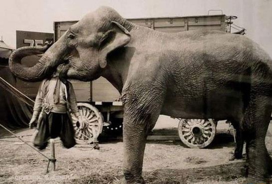 古代惊人酷刑大观:用动物处死人类(1)