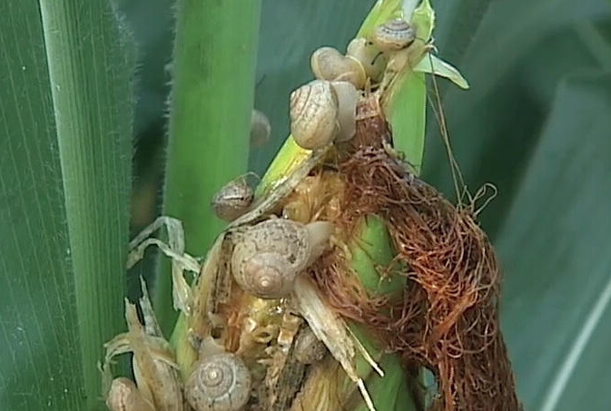 盘点历史十大乱伦皇帝 竟与儿媳乱交(9)