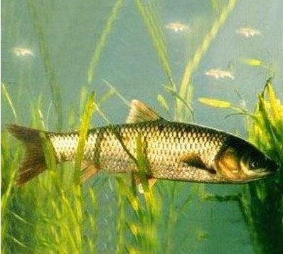 史上最令人胆寒的兽性皇帝:厉王苻生(2)