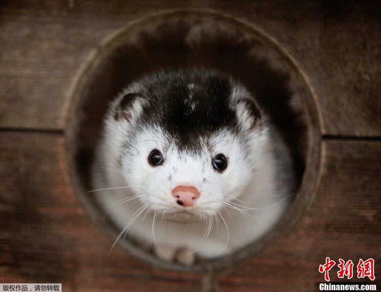 可爱水貂如何变身皮草 呼吁立法保护_光明网