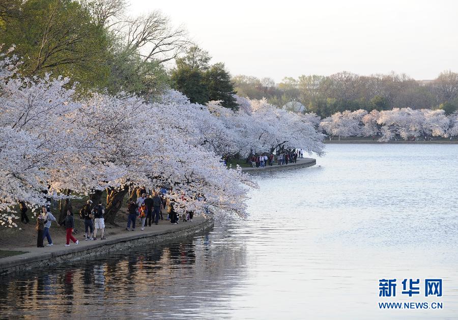 春色无边 各地鲜花一次看个够(49)