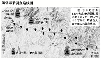 山东烟台苹果主产区红富士套违禁药袋长大(图