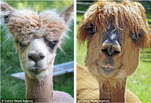 摄影师拍着装动物证件照:网友戏称 衣冠禽兽 (