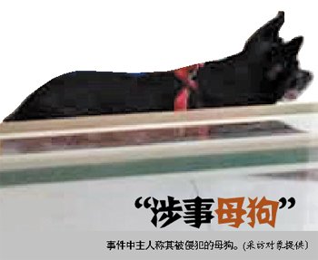 两狗交配后母狗狗主索赔10万 称爱犬有科研价