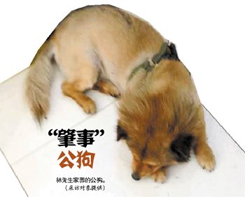 两狗交配后母狗狗主索赔10万称爱犬有科研价