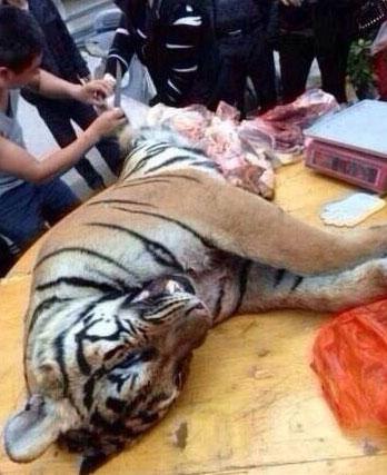 网友爆料:老虎当街被开膛破肚(组图) _法治要闻 _光明网