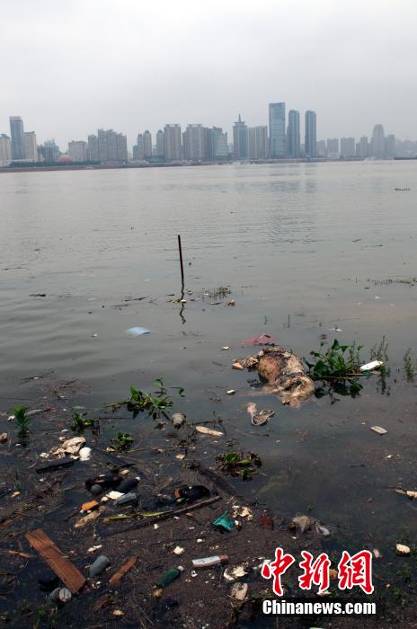 江西南昌赣江再现漂浮死猪(4)