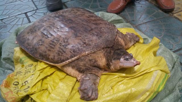 男子获13.8斤老鳖800元卖给小伙放生