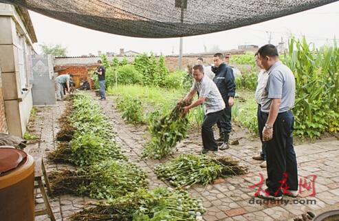 男子种4200株罂粟 熬成鸦片给病母服用(组图)