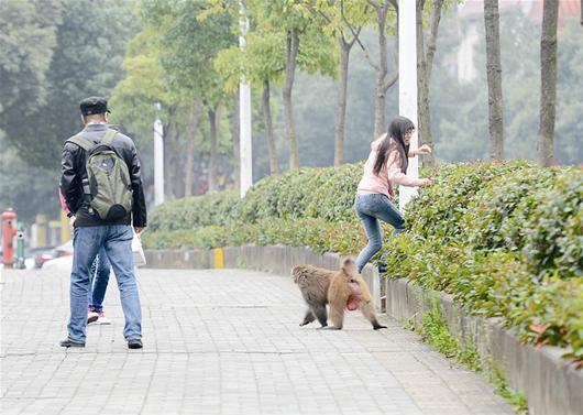 武汉街头现泼猴霸道横行 吓唬并袭击过往行人