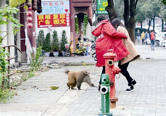 武汉街头现泼猴霸道横行 吓唬并袭击过往行人