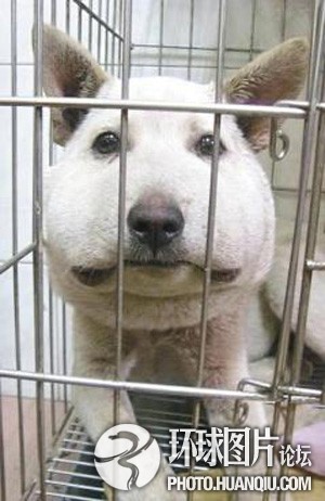 男子将狗吊树上虐杀被指变态 盘点虐待动物事