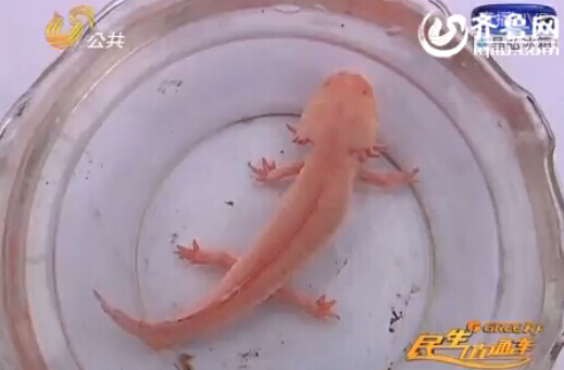 海洋怪鱼雪原熊怪九头蛇怪海洋鱼类图片及名称_龙太子供应网