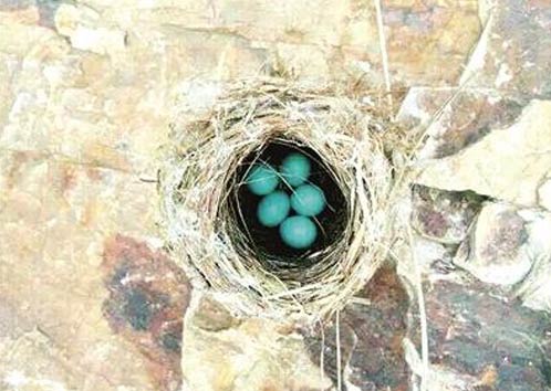 南京紫金山发现蓝色鸟蛋经确认为棕头鸦雀所有