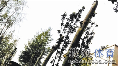 图:奥运冠军私砍树木被举报 自称为治理杨絮(4