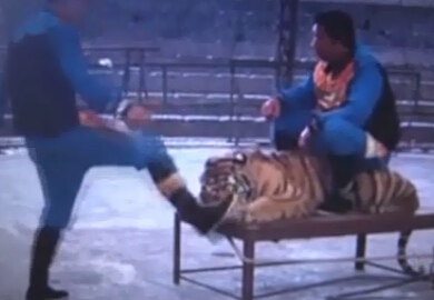 实拍动物园工作人员骑虎猛打头 老虎打成猫