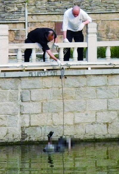 北京木樨地桥南河道现男性浮尸 警方已介入