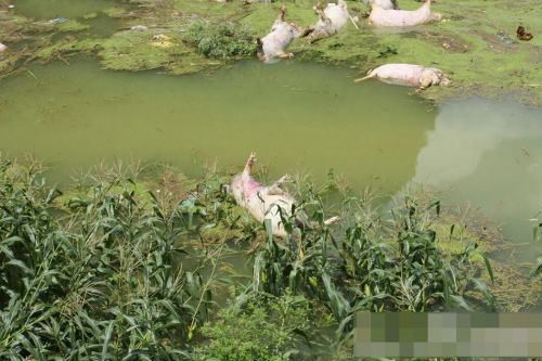 广西一养殖场被淹图片