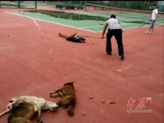 保安操练打狗棍20多只流浪狗惨死校园