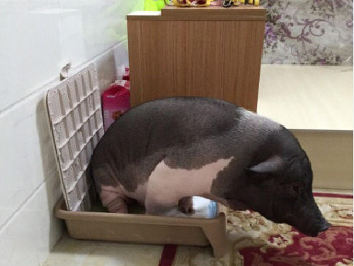 北京女孩搂170斤宠物猪睡觉 网友觉得有点萌