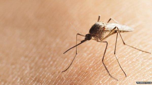 杀虫剂即将过时 转基因技术或成灭蚊利器