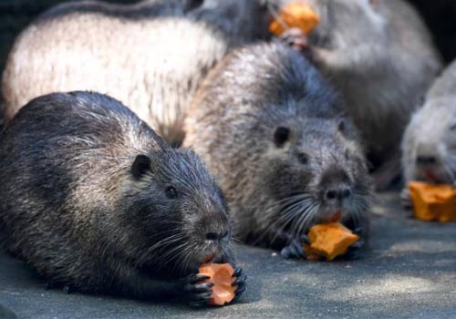 刘醒龙﹕中小学生如何才能走出作文套路﹖