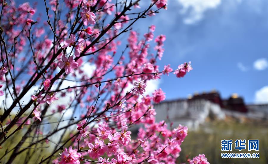 近日,拉萨布达拉宫周围各种鲜花竞相绽放,一派春日胜景.