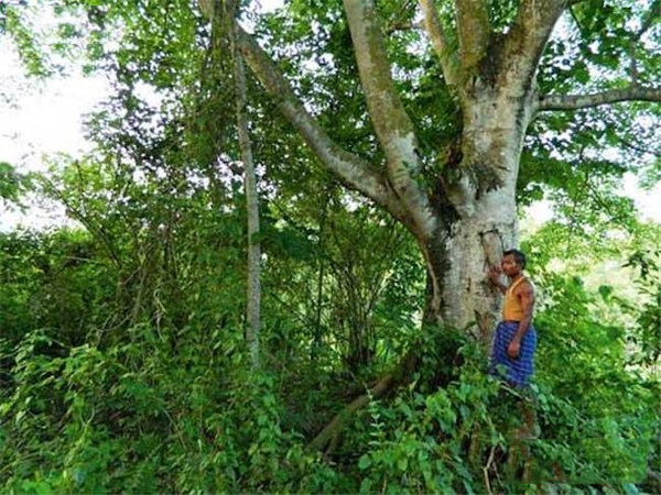 印度东北部一男子花36年造了一座原始森林(7)