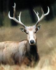 [北京]南海子麋鹿苑(图)