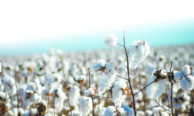 从东莞到新疆:棉花的世纪旅行(2)