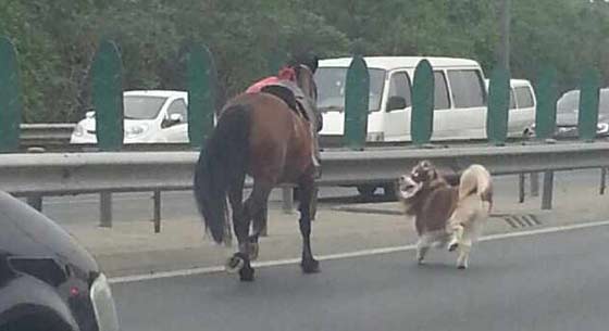 什么车骏马成语_骏马是什么豪车(3)