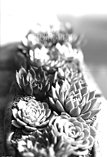 网购境外多肉植物须警惕中毒风险