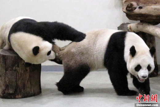 台北<em>写真</em>:大熊猫<em>房事</em>牵动台湾民众 _时政频道