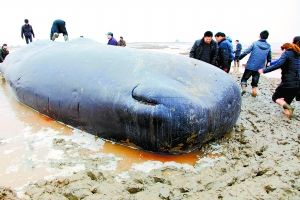 4头搁浅盐城海滩抹香鲸全部死亡(图)