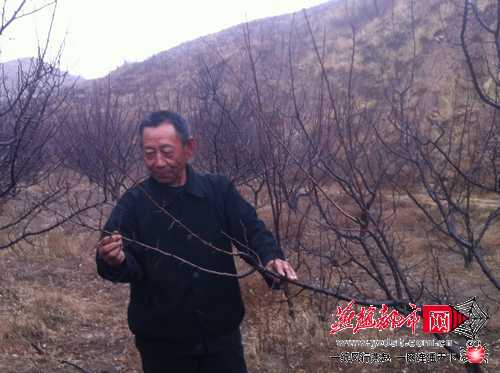 河北古稀翁开山修路绿化荒山300亩 被称新愚公