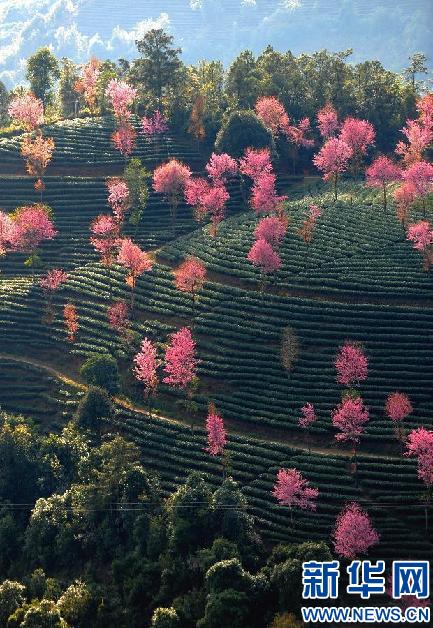 冬季到云南来看花[组图]图片
