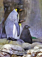 香港首只国王企鹅宝宝诞生 海洋公园新春游客